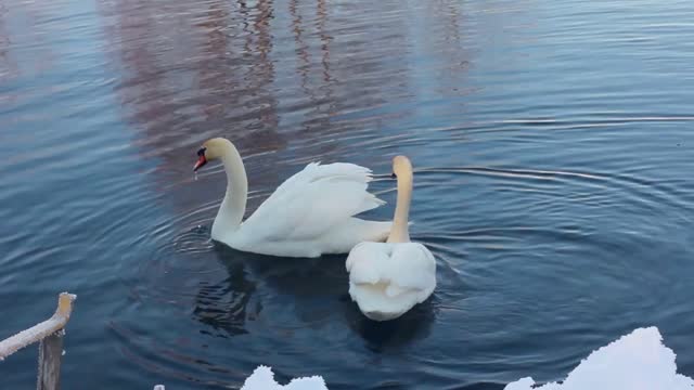 two white swansnear snow covered riverbank closeup swans