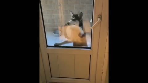 HUSKY DANCES SALSA FOR HUSKY PUPPIES