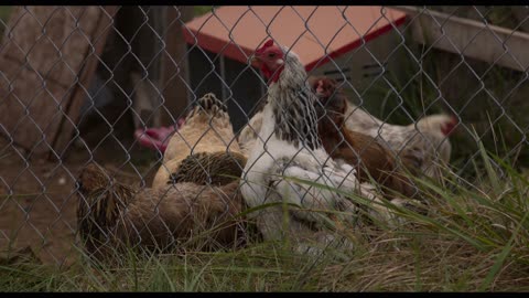 Nature And Chickens Cinematic