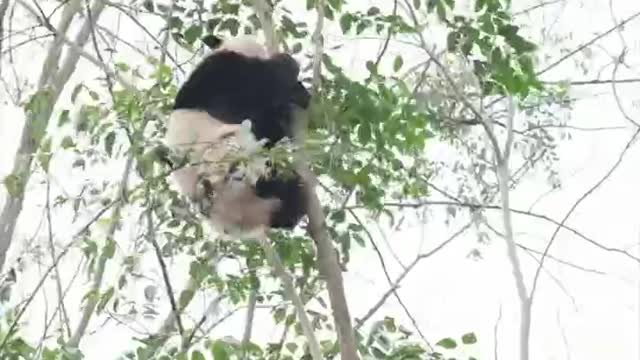 KungFu Panda