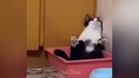 funny cat