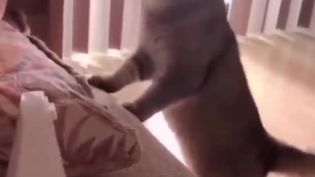 You Definitely Laugh, Trust me 😱 Funniest Cats Expression Video 😇 Funny Cats Life