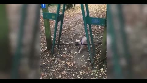 Funny cat 😽 vs Gun 🔫 - Funny Animals 😂 playing dead on finger shot Compilation || Animal Gags