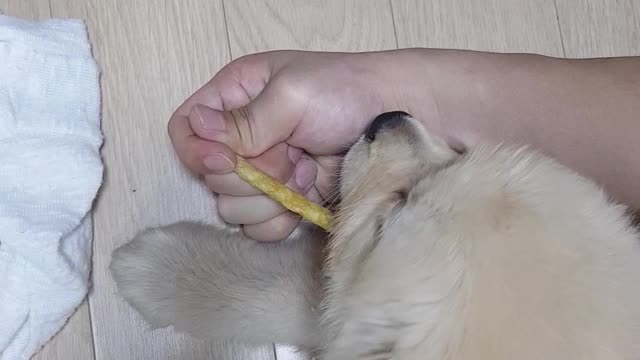 Baby golden retriever is eating a snack