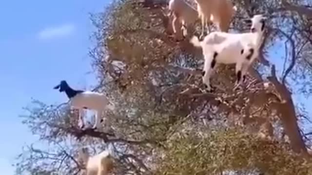 CNN viewers say What ?? 🤣😂🤣😂🍿