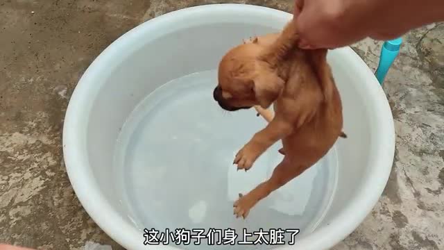 new born dog