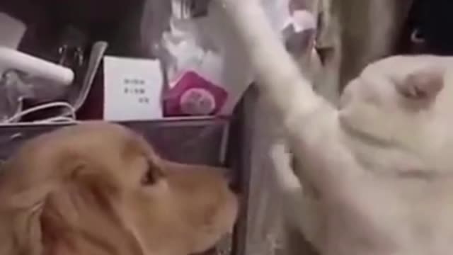 Funniest Cats and Dogs 😹 - Don't try to hold back Laughter 😂 - Funny Cats Life