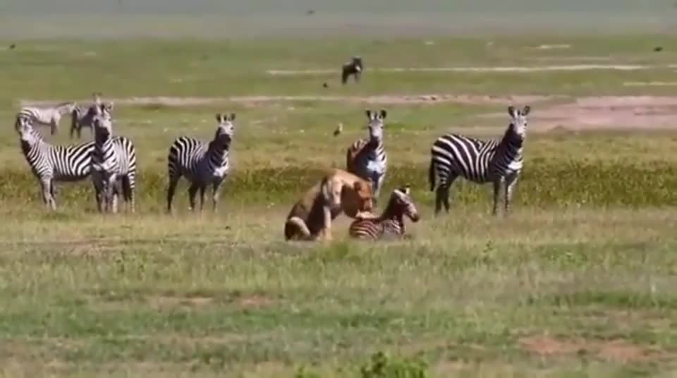 A herd of zebras is watching a lioness eat their cub alive.