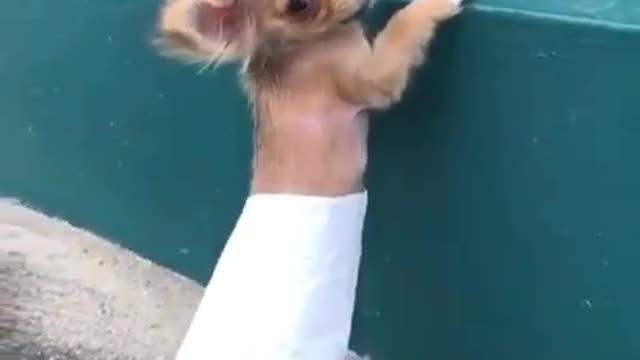 funny dog video