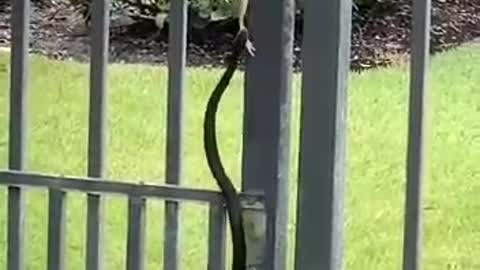 Lizard and Snake,See till End ! छिपकली और सांप, अंत तक देखें ! 👇👌