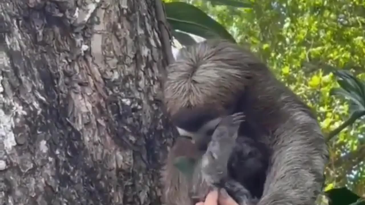 Viral animal video