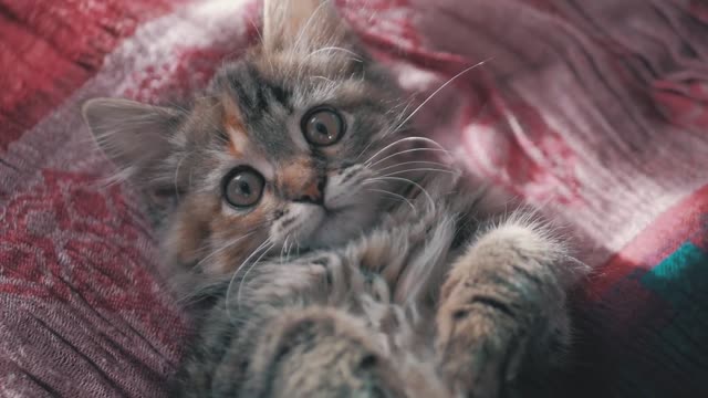 CUTE CAT STOCK FOOTAGE'S