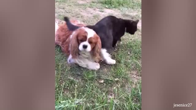 Funny Cat and dogs