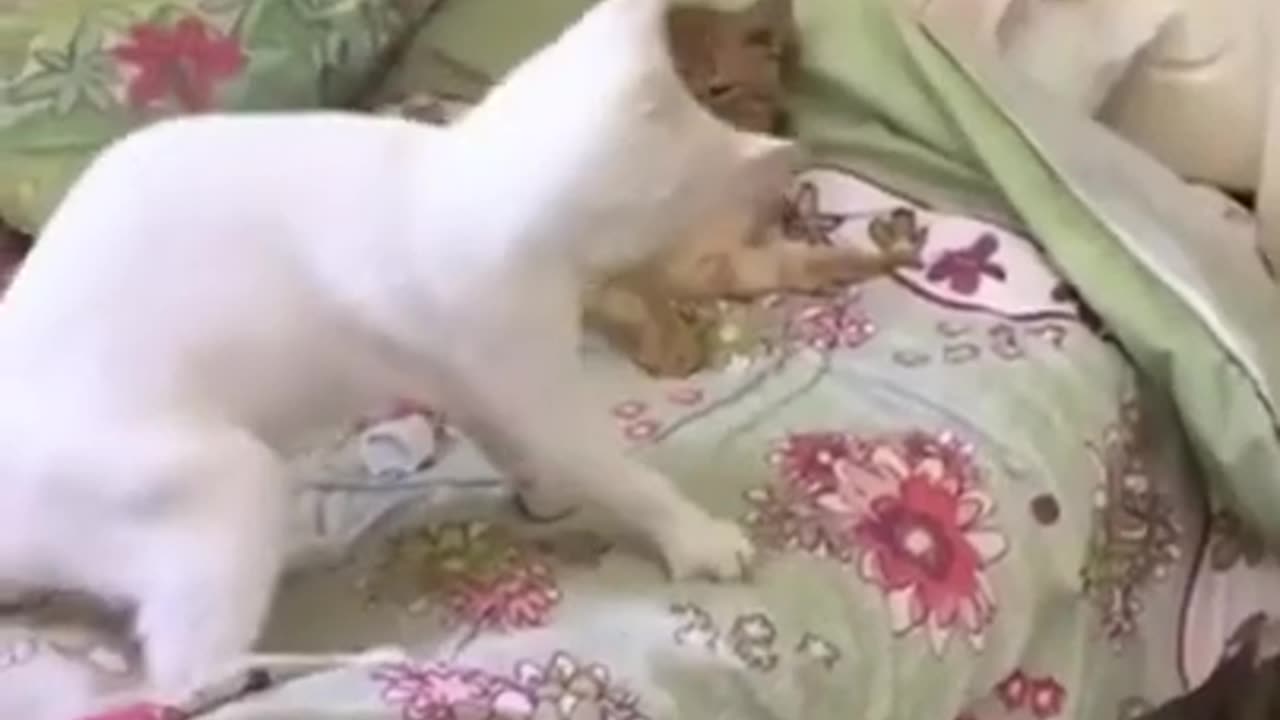 Cat funny
