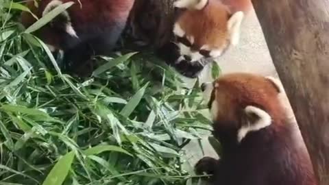 The red panda