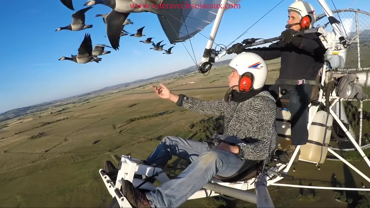 Amazing flights with birds on board of a microlight.