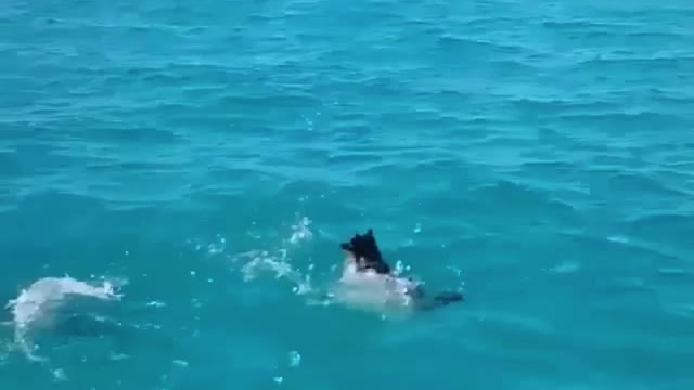 Swim with dolphins