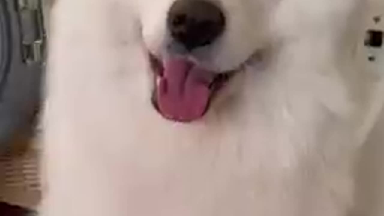 I got to wish dog And powerful American dog