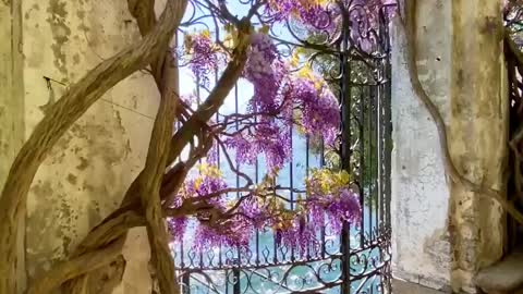 Hotel Villa Cypress💜