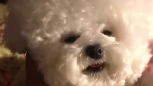 Look at this fluffy dog hair