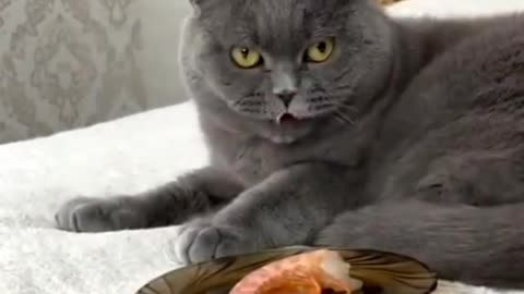 Cat funny videos no eating food