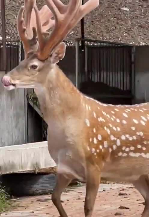 amazing animal #shorts 2021