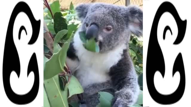 MOST FUNNY KOALA COMPILATION - CUTE AND HILARIOUS VIDEOS