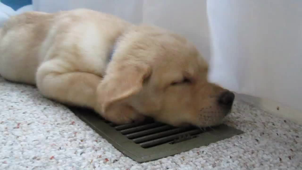 Sleepy Labrador Puppy Moki Loves The A/C - SO CUTE!