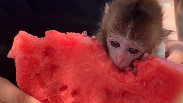 Cute Monkey is eating Food