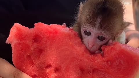 Cute Monkey is eating Food