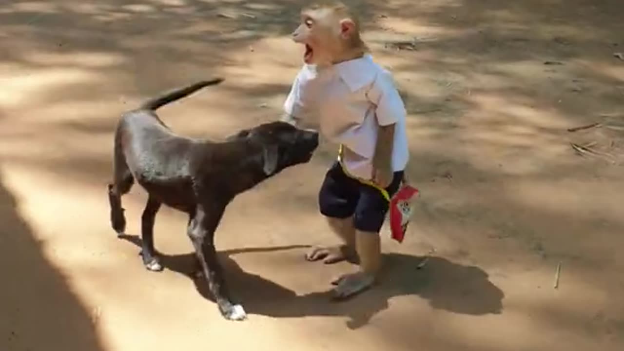 funny monkey and dog