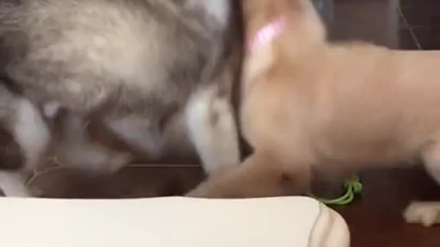 This Cat is The Boss