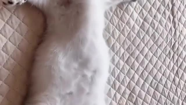 So cute cat sleeping