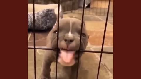 Angry dog ​​wants to bite the owner and chews on the cage