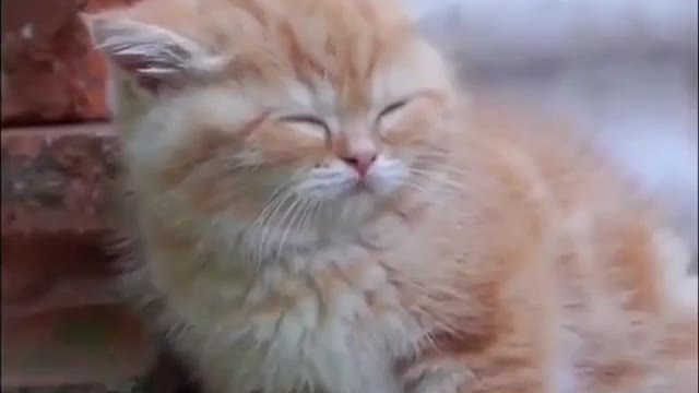 Funny Cats Sleeping in Weird Positions Compilation