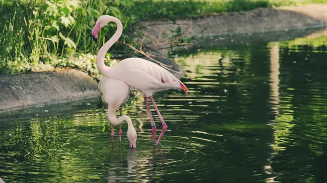 Very cool video of two flamingos