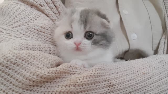 CUTE little kitten playing around in the most adorable way EVER!