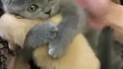 cute animal moments