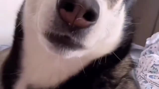 this is big dog