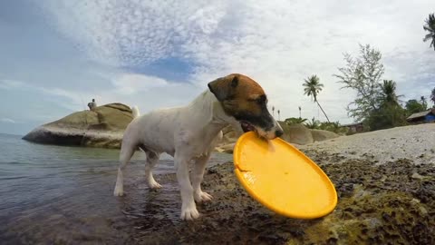 dog, picked something