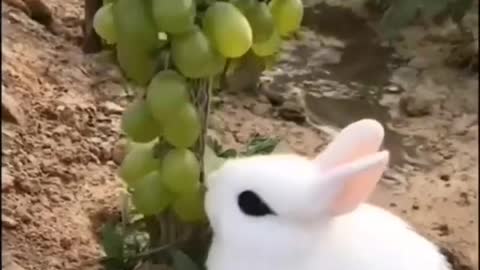 rabbit and grapes