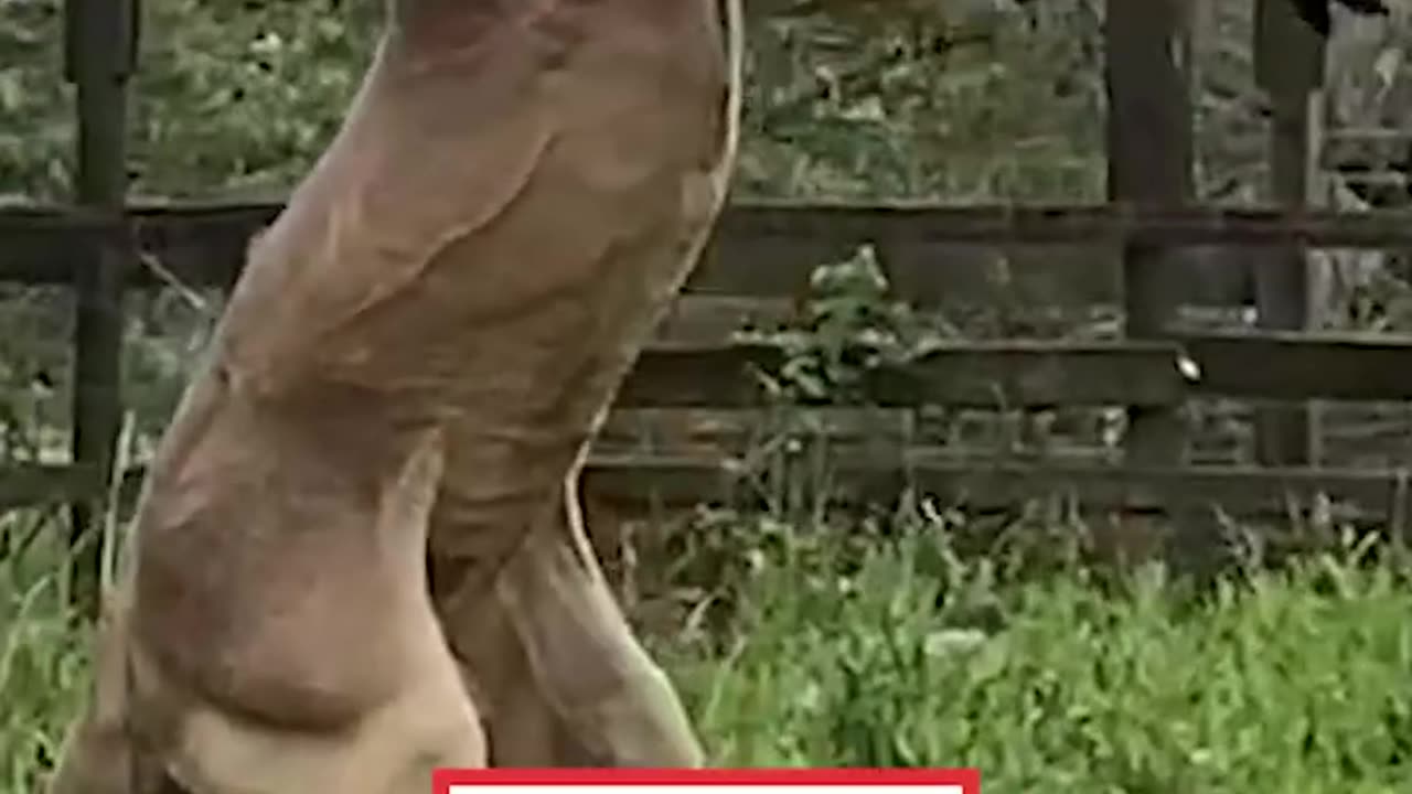 Kangaroo Flexes For Camera