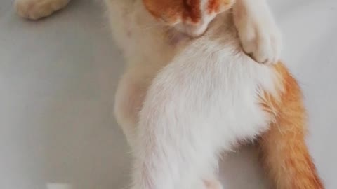Amazing cat