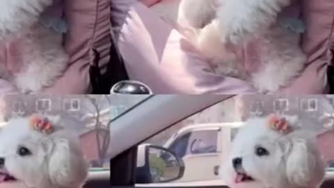 Very cute puppy in a car.