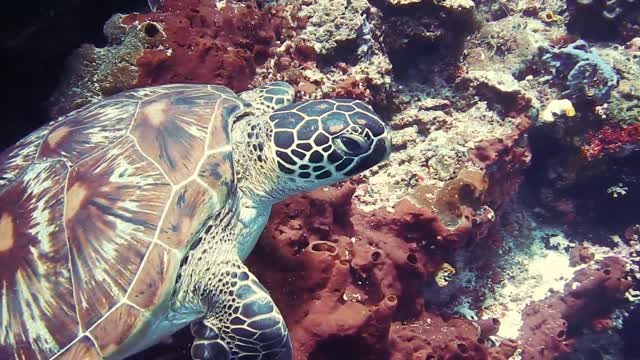 turtle swimming