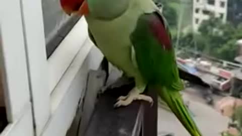 A funny parrot calling his mammi