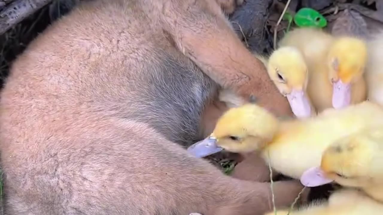 This_sleepy_pup_is_having_the_cutest_nap_surrounded_by_little_ducklings!