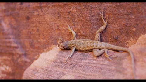 Lizard Laying On Sandstone