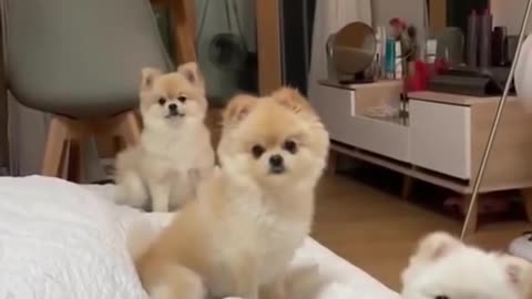 Cute Dogs Sitting in Line | Ultimate Dog Compilation #shorts