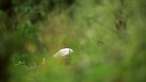 La nature/ canard